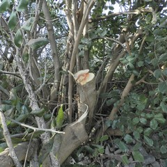 Alberi spezzati