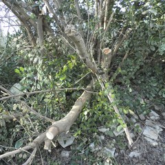 Alberi spezzati