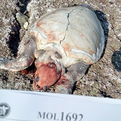 Tartarughe spiaggiate: sette negli ultimi giorni, due a Giovinazzo