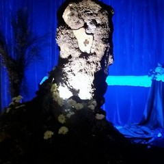 Il tronco d'ulivo a Sant'Agostino