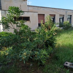 L’ex scuola Giuseppina Pansini, il regno di topi e degrado