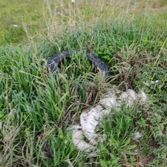Rifiuti come se piovessero. Lama Castello è una discarica a cielo aperto