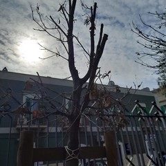 Villa Palombella, alberi secchi nel giardino riaperto nel 2020