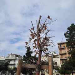 Villa Palombella, alberi secchi nel giardino riaperto nel 2020