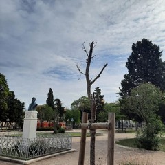 Villa Palombella, alberi secchi nel giardino riaperto nel 2020