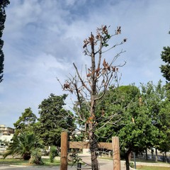 Villa Palombella, alberi secchi nel giardino riaperto nel 2020