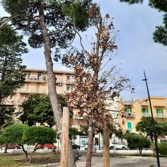 Villa Palombella, alberi secchi nel giardino riaperto nel 2020