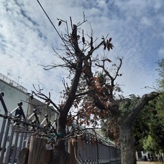 Villa Palombella, alberi secchi nel giardino riaperto nel 2020