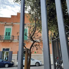 Villa Palombella, alberi secchi nel giardino riaperto nel 2020