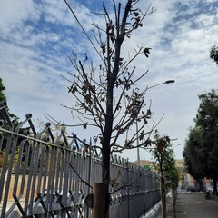 Villa Palombella, alberi secchi nel giardino riaperto nel 2020