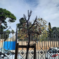Villa Palombella, alberi secchi nel giardino riaperto nel 2020