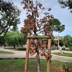 Villa Palombella, alberi secchi nel giardino riaperto nel 2020
