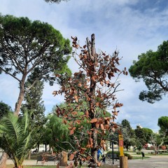 Villa Palombella, alberi secchi nel giardino riaperto nel 2020