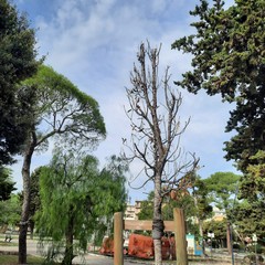Villa Palombella, alberi secchi nel giardino riaperto nel 2020