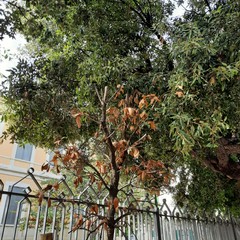 Villa Palombella, alberi secchi nel giardino riaperto nel 2020