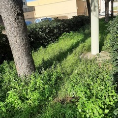Aiuole incolte, rifiuti ed erba alta, «piazzetta Melone è ormai una foresta»