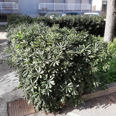 Aiuole incolte, rifiuti ed erba alta, «piazzetta Melone è ormai una foresta»