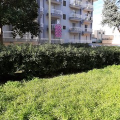 Aiuole incolte, rifiuti ed erba alta, «piazzetta Melone è ormai una foresta»