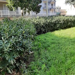 Aiuole incolte, rifiuti ed erba alta, «piazzetta Melone è ormai una foresta»