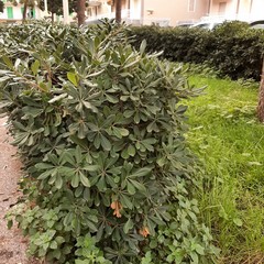 Aiuole incolte, rifiuti ed erba alta, «piazzetta Melone è ormai una foresta»
