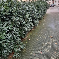 Aiuole incolte, rifiuti ed erba alta, «piazzetta Melone è ormai una foresta»