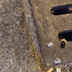 Blatte a Giovinazzo