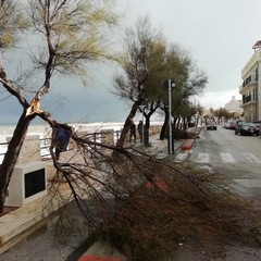 Danni a Giovinazzo da maltempo