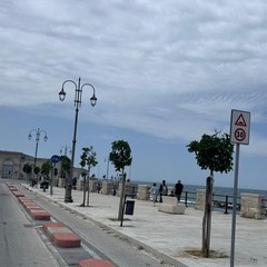 Alberature Giovinazzo
