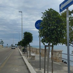 Alberature Giovinazzo