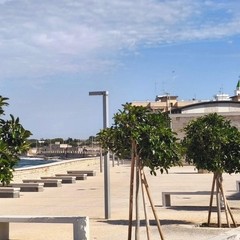 Alberature Giovinazzo