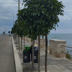 Alberature Giovinazzo
