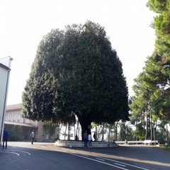 potatura