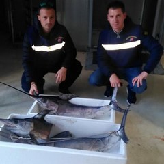Il sequestro operato dalla Capitaneria di Porto