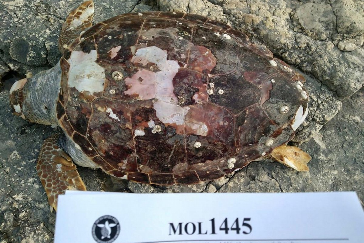 Una delle tartarughe spiaggiate a Giovinazzo