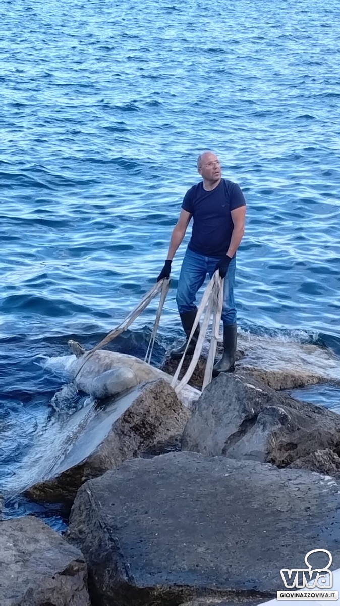 Delfino spiaggiato