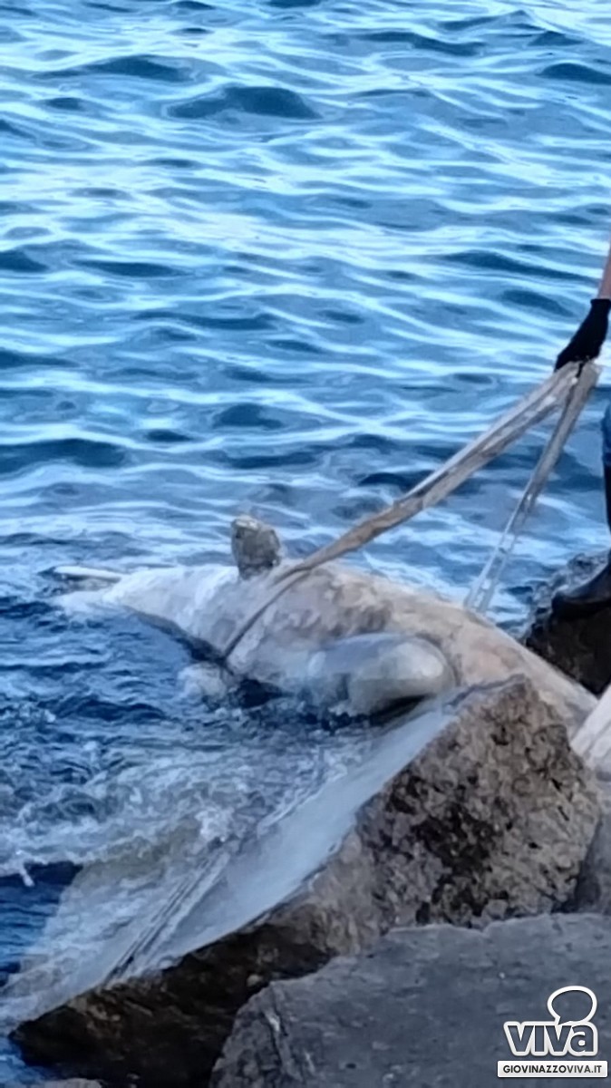 Delfino spiaggiato