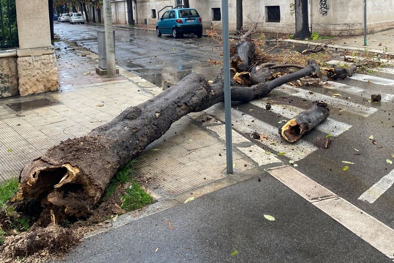 L'albero caduto in viale De Gaetano