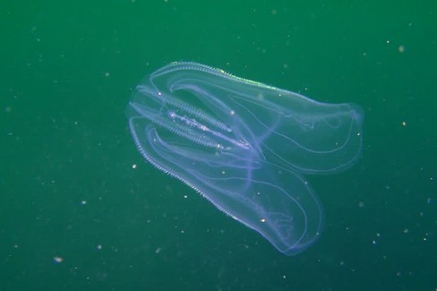 Un esemplare di Mnemiopsis Leidyi