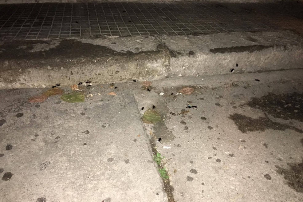 Blatte tra via Dalmazia e piazza Kennedy