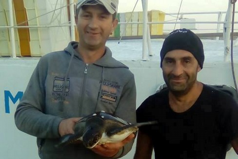 La tartaruga recuperata
