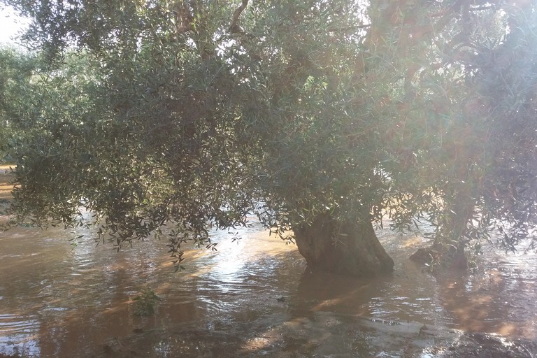 Campagne allagate. <span>Foto Gianluca Battista</span>