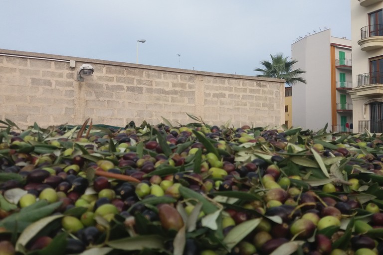 Olive. <span>Foto Gianluca Battista</span>