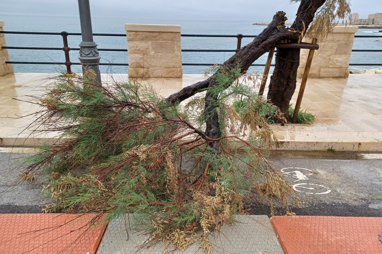 Tamerice si abbatte al suolo