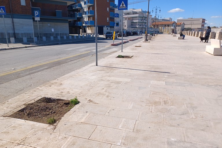 Alberi espiantati a Ponente. <span>Foto Gianluca Battista</span>