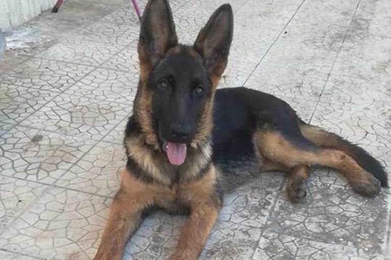 Il cane Simone