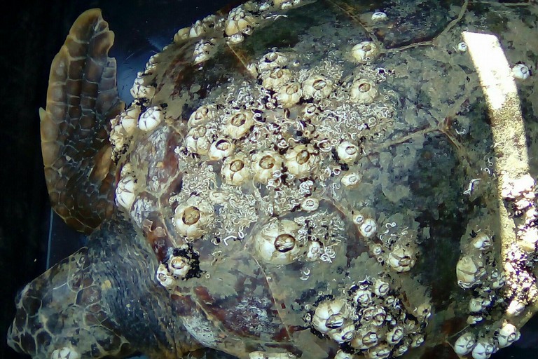 La tartaruga rinvenuta nel porto di Giovinazzo