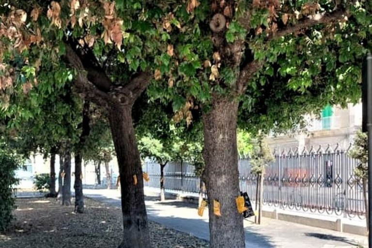Trattamento alberi