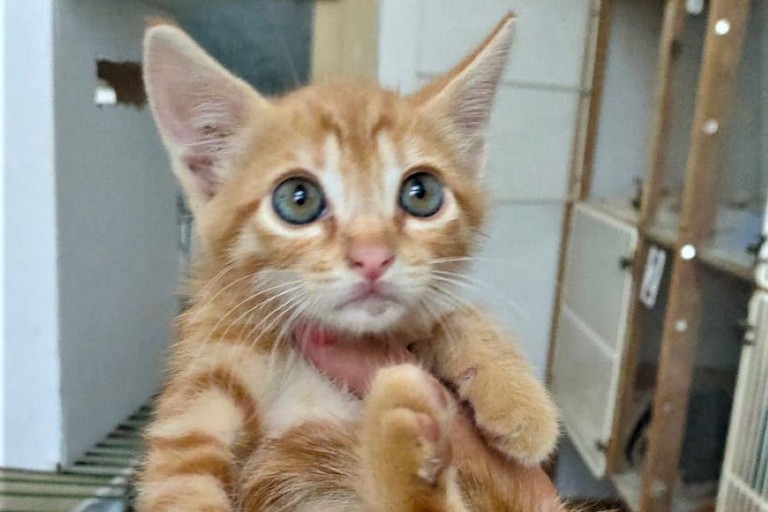 Il gattino Ragù