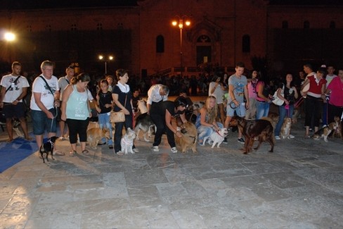 Una sfilata canina