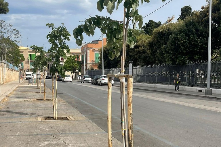 Nuove alberature piazza Garibaldi. <span>Foto Comune di Giovinazzo </span>